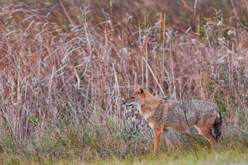 Golden jackal - CHACAL DORADO (Canis aureus), Danube Delta - DELTA DEL DANUBIO, Ramsar Wetland, Unesco World Heritgage Site, Tulcea County, Romania, Europe