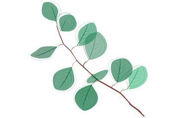 Eucalyptus branche with leaves hand drawn with green contour lines on white background. Bundle of botanical design elements.Realistic floral vector illustration EPS10