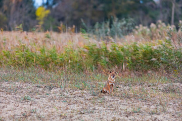 Golden jackal - CHACAL DORADO (Canis aureus), Danube Delta - DELTA DEL DANUBIO, Ramsar Wetland, Unesco World Heritgage Site, Tulcea County, Romania, Europe