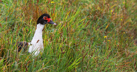 Muscovy Duck, Cairina moschata, peeking from grass