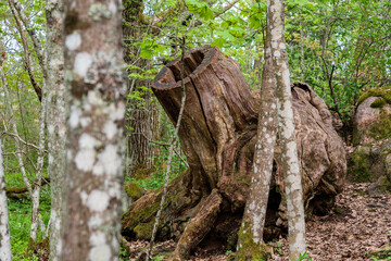 Stump hole