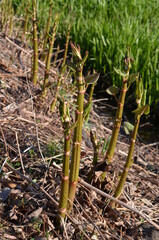 Rdestowiec japoński, młode pędy wczesną wiosną, Reynoutria japonica