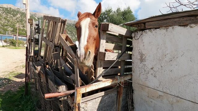 Lovely brown horse chomping by makeshift fence, Greece