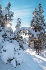 Fototapeta na wymiar Snowy forest on the shores of Lake Ladoga in Karelia with the sun and rays in winter