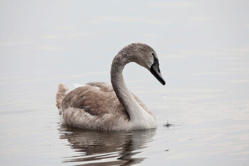 Juvenile Mute Swan, Cygnus olor, swimming on pond