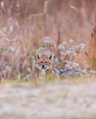 Golden jackal - CHACAL DORADO (Canis aureus), Danube Delta - DELTA DEL DANUBIO, Ramsar Wetland, Unesco World Heritgage Site, Tulcea County, Romania, Europe