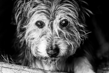Old shaggy and blind dog portrait