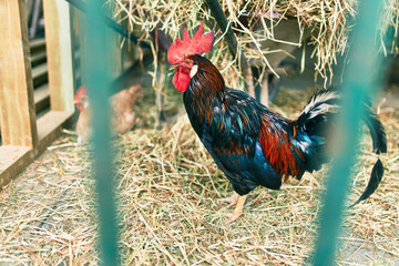 Adorable rooster at the farm.