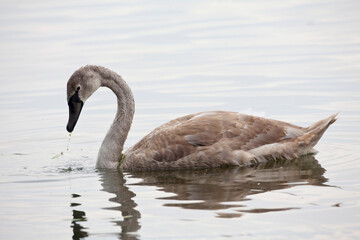 Juvenile Mute Swan, Cygnus olor, swimming in wetlands