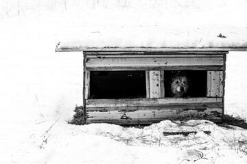 Lonely old and blind dog in a wooden kennel for two in winter on a background of snow