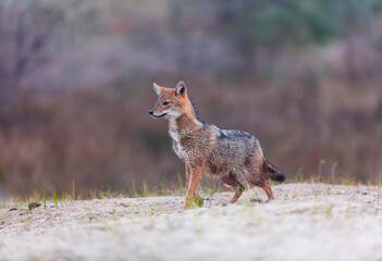 Golden jackal - CHACAL DORADO (Canis aureus), Danube Delta - DELTA DEL DANUBIO, Ramsar Wetland, Unesco World Heritgage Site, Tulcea County, Romania, Europe