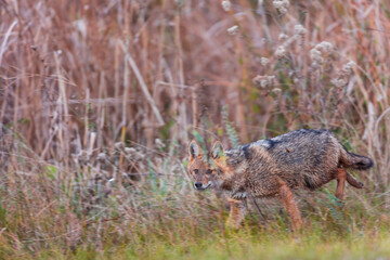 Golden jackal - CHACAL DORADO (Canis aureus), Danube Delta - DELTA DEL DANUBIO, Ramsar Wetland, Unesco World Heritgage Site, Tulcea County, Romania, Europe