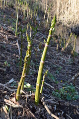Rdestowiec japoński, młode pędy wczesną wiosną, Reynoutria japonica © Ewa