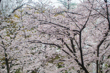 Sakura pink blossom flower on tree branch