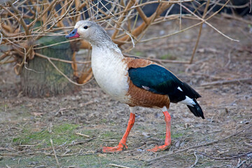 Orinoco Goose, Neochen jubata, walking in field