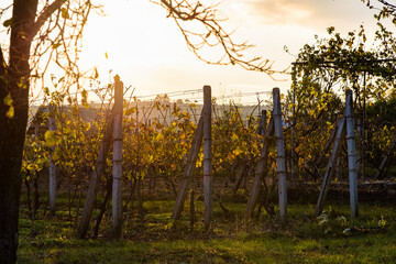 Sunset over vine
