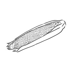 Corn, Maize or Zea mays, vintage engraving. Monochrome illustration with corn on a light background. Illustration, vector, isolated. corn vector sketch illustration