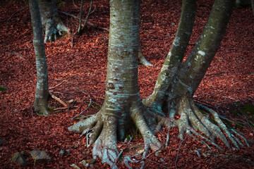 arboles en el bosque