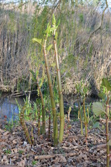 Rdestowiec japoński, młode pędy wczesną wiosną, Reynoutria japonica © Ewa