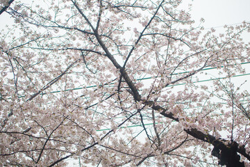 Sakura pink blossom flower on tree branch