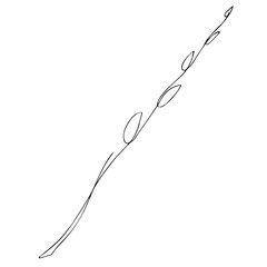 Vector illustration of a pussy willow branch in line art style. Spring drawing