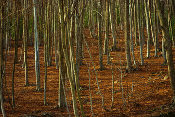 Bosque con arboles en el invierno