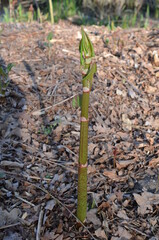 Rdestowiec japoński, młode pędy wczesną wiosną, Reynoutria japonica © Ewa