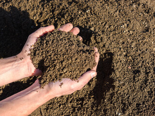 The man's hands hold the fertile soil