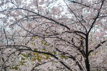 Sakura pink blossom flower on tree branch