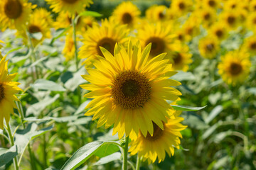 初夏のヒマワリ畑