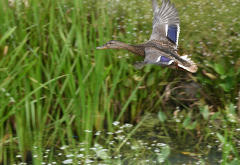 Mallard duck takes flight from the pond, you can still see falling drops of water  