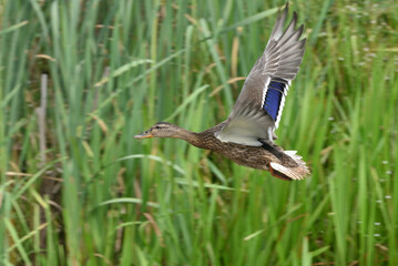 Mallard duck takes flight from the pond, you can still see falling drops of water  