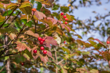 Bright red berries of a viburnum grow on branches with clusters. Sunny autumn day. Ecologically pure raw materials for the manufacture of medicines. Natural qualitative product.