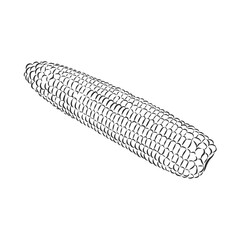 Corn, Maize or Zea mays, vintage engraving. Monochrome illustration with corn on a light background. Illustration, vector, isolated. corn vector sketch illustration
