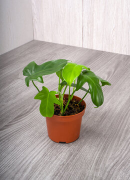 Philodendron panduriforme is a large genus of evergreen plant