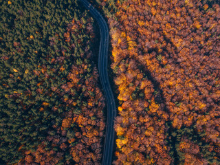 Aerial view above a road, fall color forest, sunny, autumn day - top down, drone shot