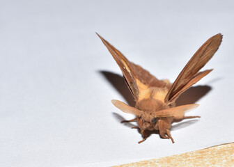 Black arches with antennae like radar antennas