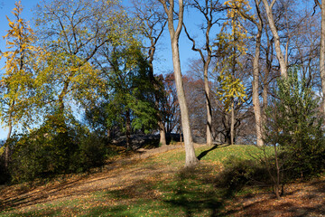 Fototapeta na wymiar Beautiful Autumn Landscape on a Hill at Central Park with Colorful Trees in New York City and Green Grass