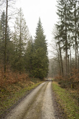 Fototapeta na wymiar Tujabaum mit Waldweg im Winter