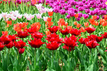 Fototapeta premium many colorful tulips close-up, different varieties of tulips, bright spring flowers, background image, selective focus, beautiful image, flowers for the holiday