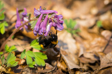 bumblebee on a Corydalis solida flower. the fluffy bumblebee collects pollen and nectar from the first spring flowers in the forest. purple flowers in early spring, in April. close-up, bokeh