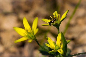 black wasp on a yellow meadow flower Gagea lutea. small wasp collects pollen on a yellow spring flower. forest flower with beautiful blurred background, close-up