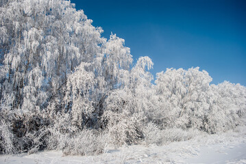 snow covered trees in winter