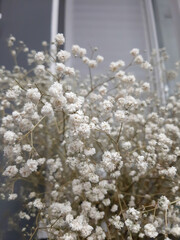 Gentle gypsophila