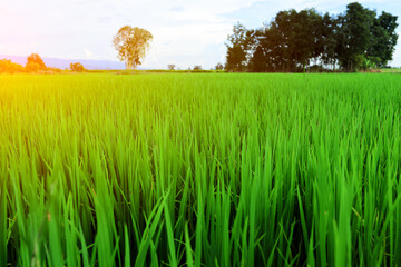 Rice cornfield at morning sun, Light shining through tree