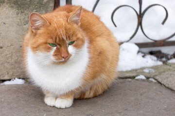 Close-up of small red furry cat sits in cold winter snowed yard