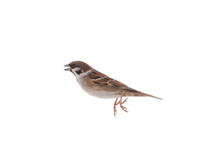 Jumping sparrow isolated on white background