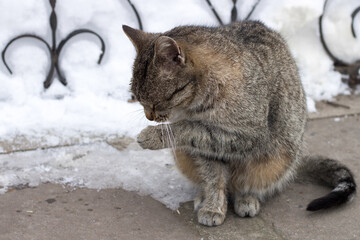 Close up of small gray striped cat sitting in cold winter snowed yard