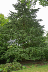 Cupressus nootkatensis, alaska cedar tree