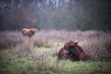 Highland cows